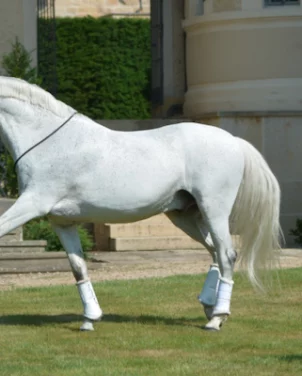 horse training liberty