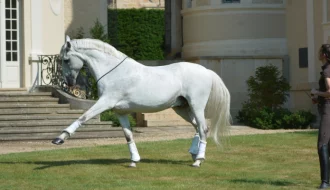 horse training liberty