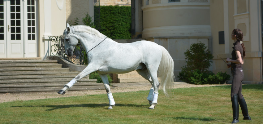 horse training liberty
