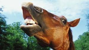 We got new Neigh-bours?