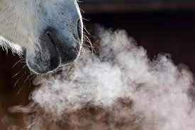 Nothing to be sniffed at!