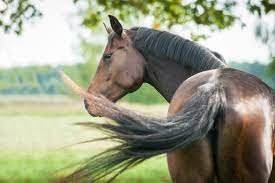 A tail with a thousand stories