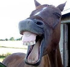 A Laughing Horse LOL