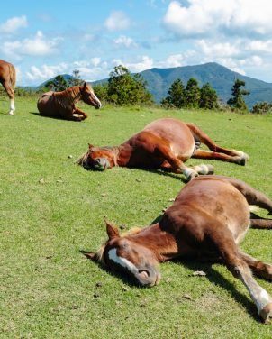 happy horse family 537624540 5c43b600c9e77c00018607b6