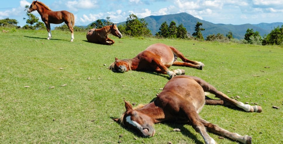 happy horse family 537624540 5c43b600c9e77c00018607b6