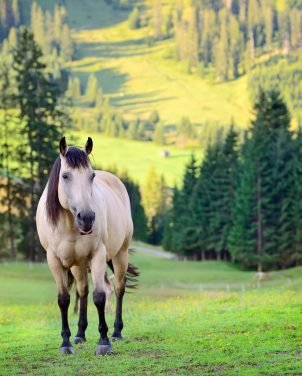 horse in the mountain