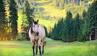 horse in the mountain