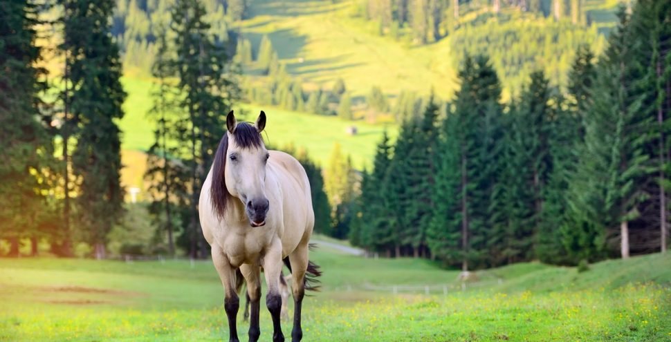 horse in the mountain