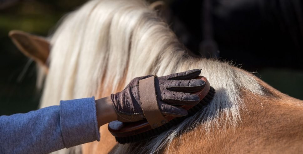 horse grooming