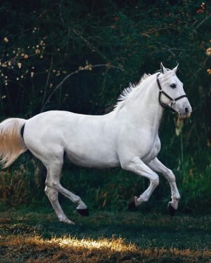 horse health