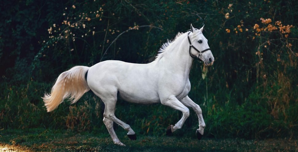 horse health