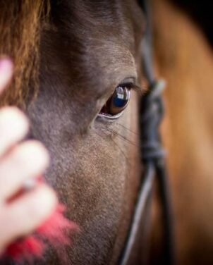 grooming a horse