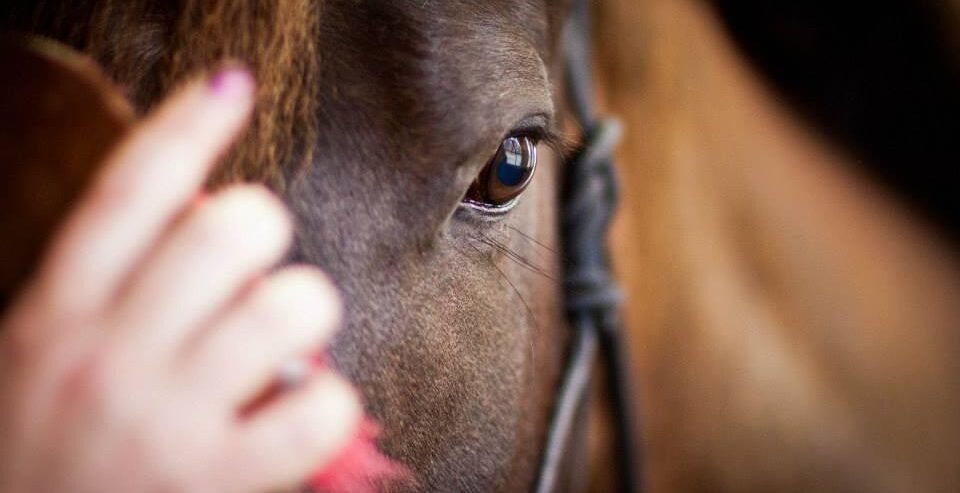 grooming a horse