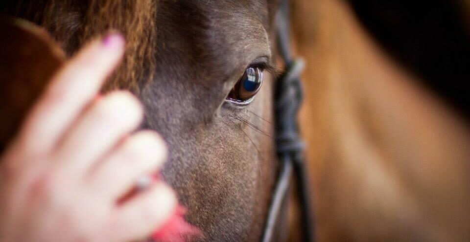 grooming a horse