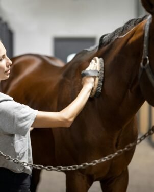 horse grooming