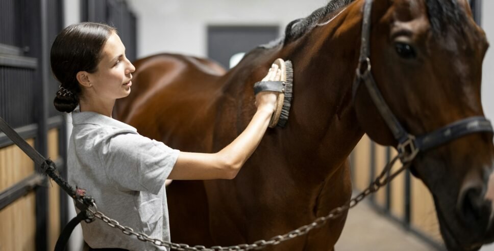 horse grooming