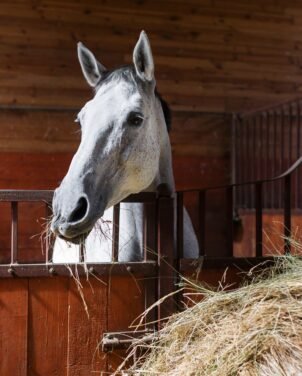 horse feeding