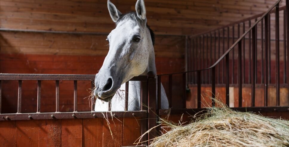 horse feeding