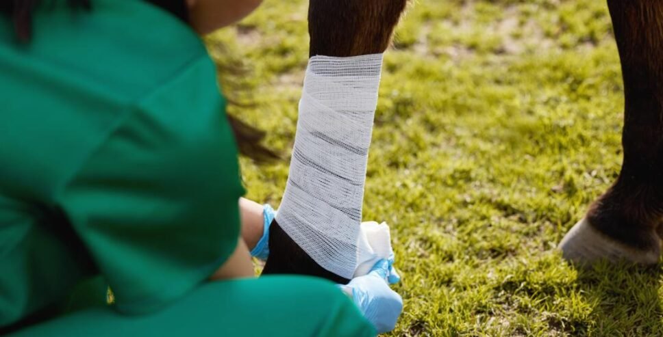 Properly Use Horse Bandages