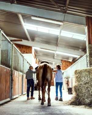 Horse Training
