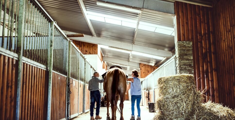 Horse Training
