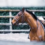 horse accessories