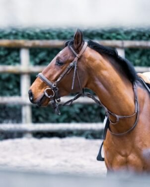 horse accessories