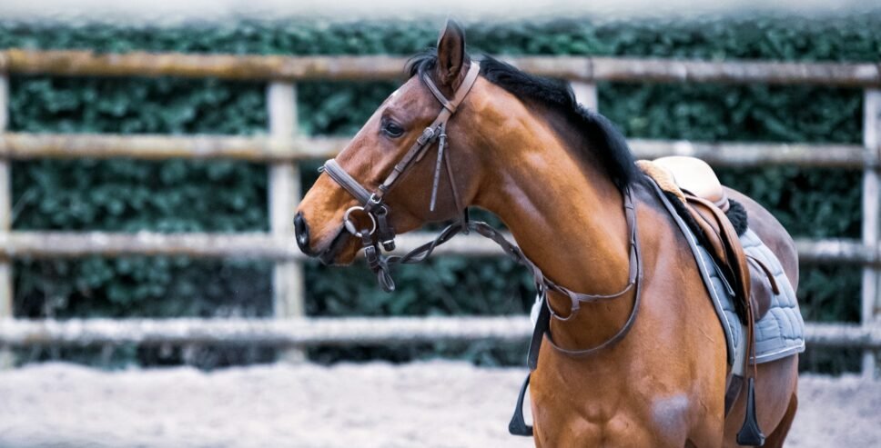 horse accessories