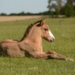 horse behavior