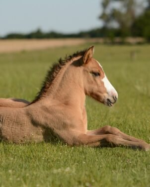 horse behavior