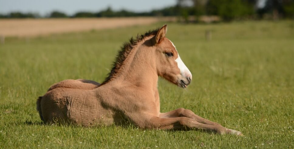 horse behavior