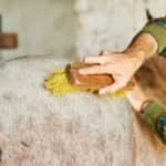 Horse Grooming