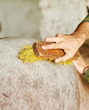 Horse Grooming