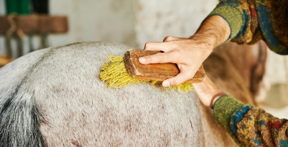Horse Grooming